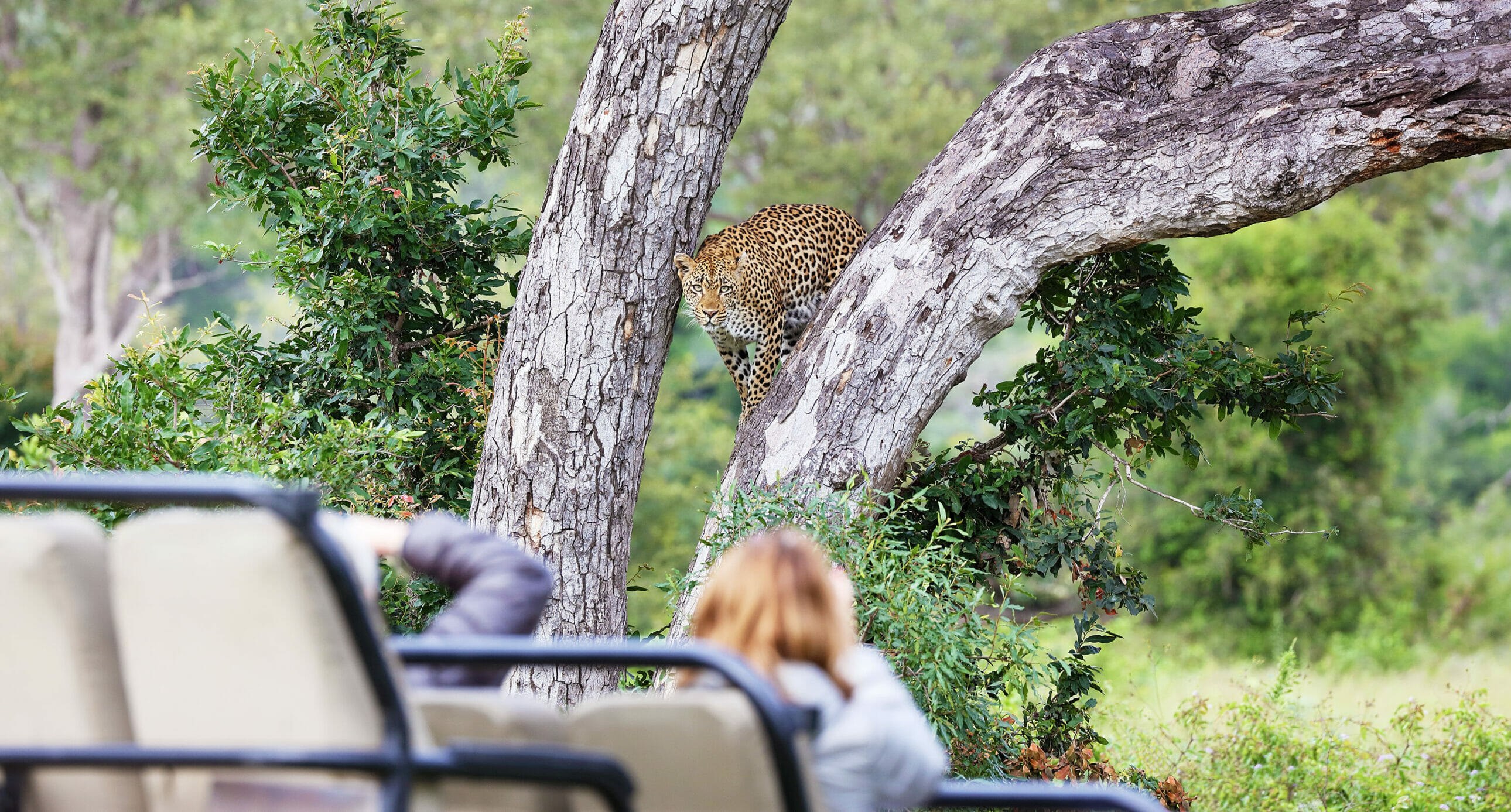 South Africa's Premier Luxury Safari Lodge | Londolozi Game Reserve ...