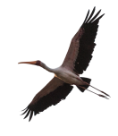 stork