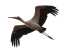 stork