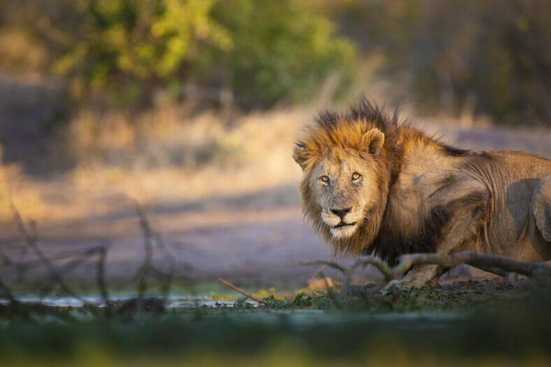 Male lion drinking water sunlight at Londolozi