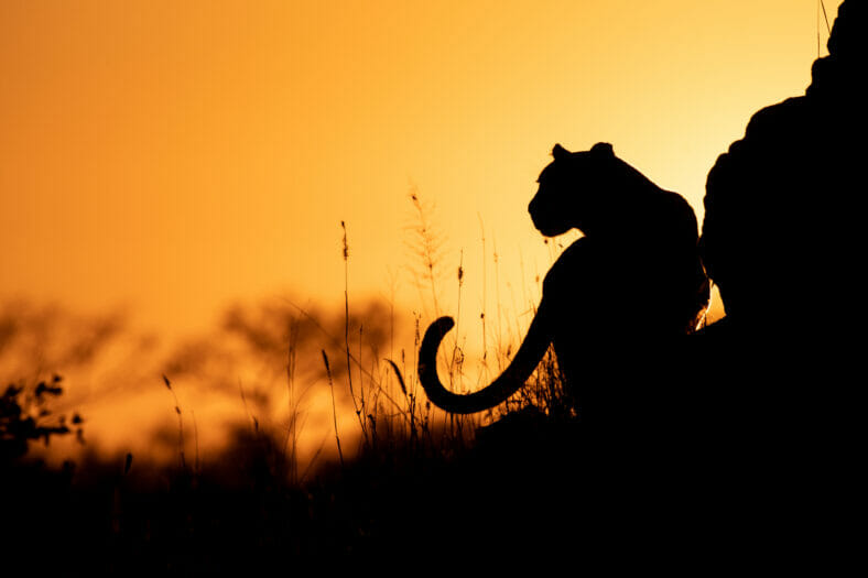 Leopards of Londolozi silhouette at sunset