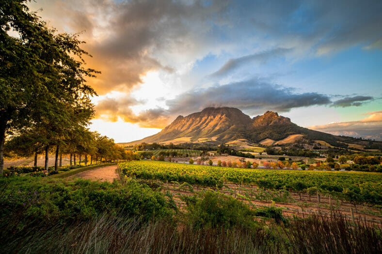 winelands wine region cape town south africa
