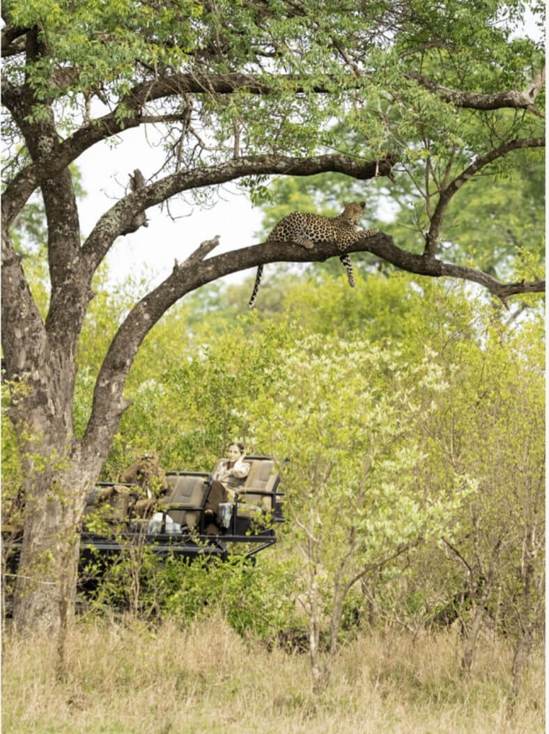 Person on safari in south Africa viewing a leopard