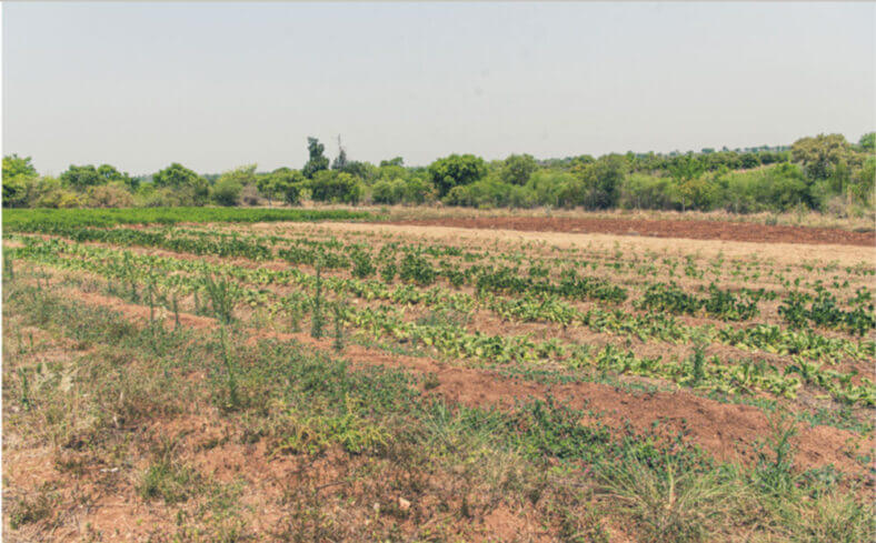 Sustainable farming in South Africa