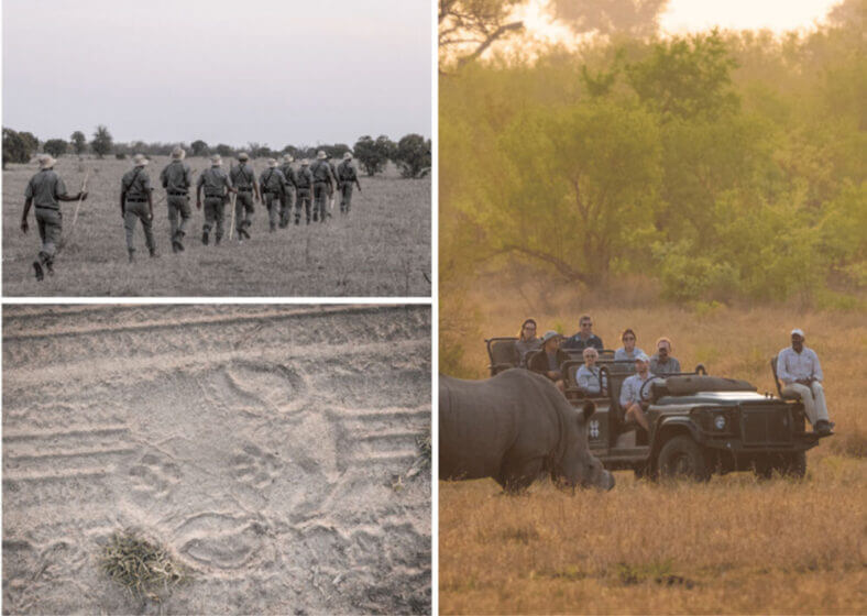 Anti poaching of rhinos in South Africa