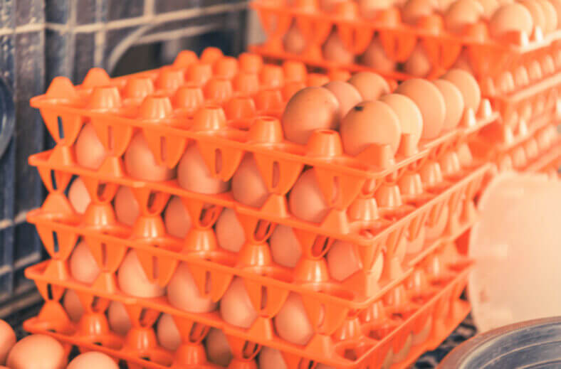 A sustainable egg farmer next to Londolozi