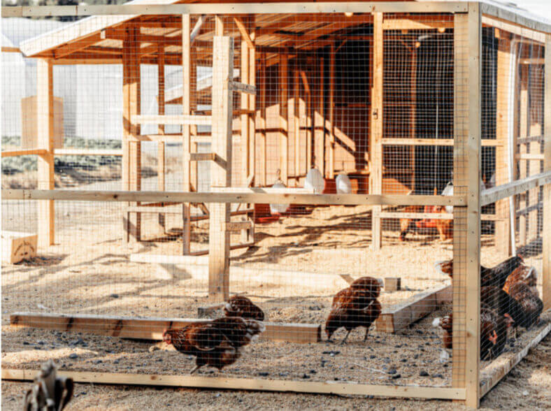 A sustainable egg farmer next to Londolozi